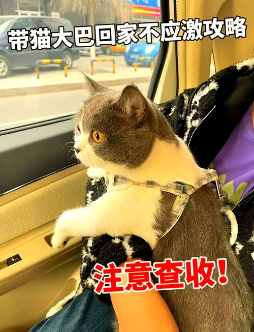 猫放在猫包里可以坐大巴吗