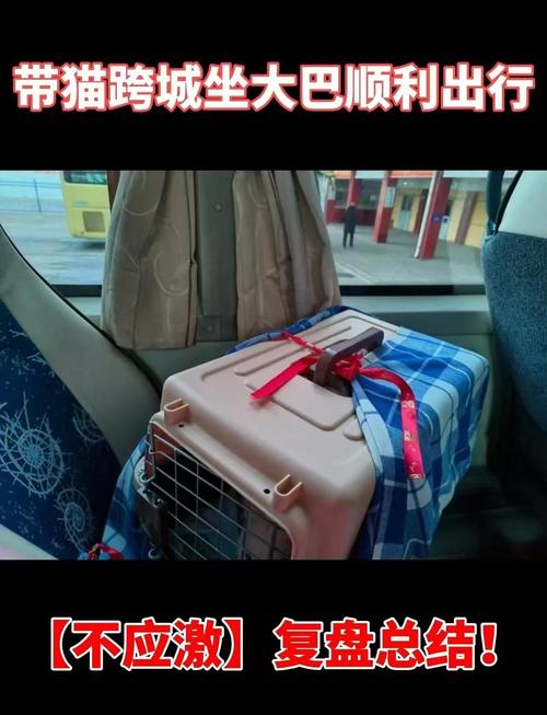 猫咪可以带上长途汽车吗?