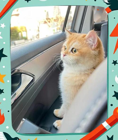 可以带猫坐长途汽车吗