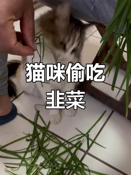 猫咪吃了一点韭菜没事吧