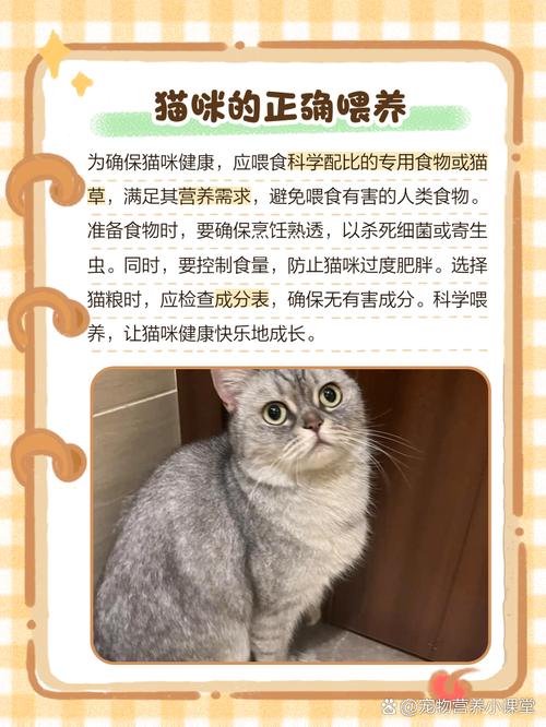 新手养猫必看|猫咪健康食谱