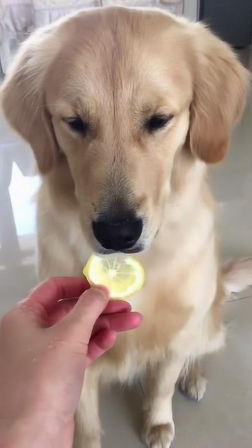 狗能喝柠檬水吗