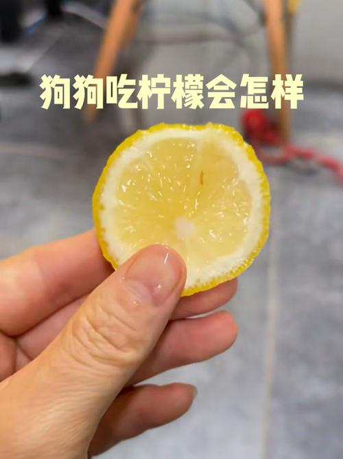 小狗可以喝柠檬水吗