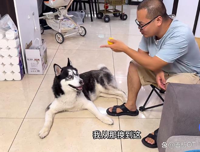 狗为什么不能吃柠檬