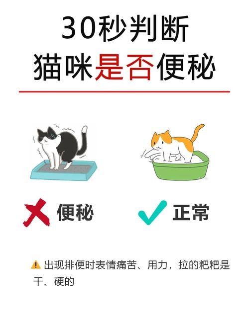 小猫咪便秘拉不出来怎么办