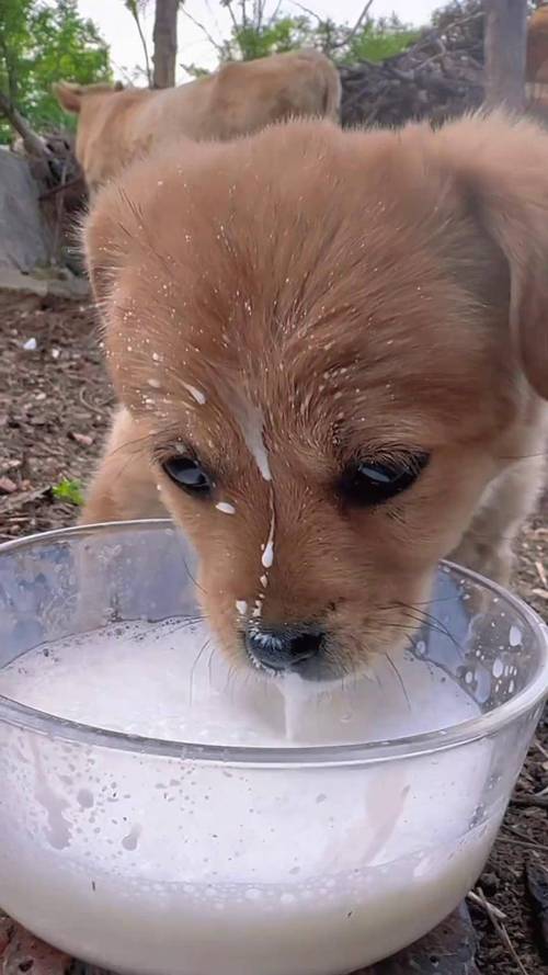 狗狗可以喝鲜牛奶吗