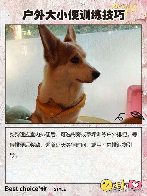 小土狗是怎样训练的