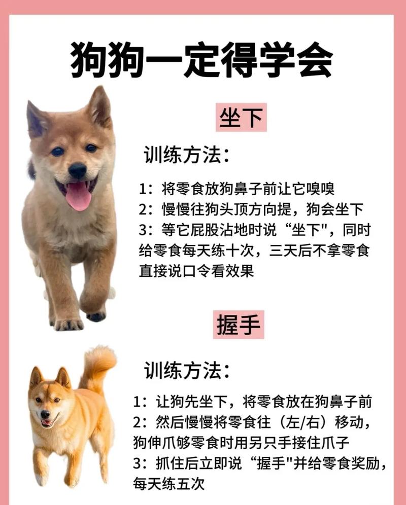 金毛几个月能听懂人说话