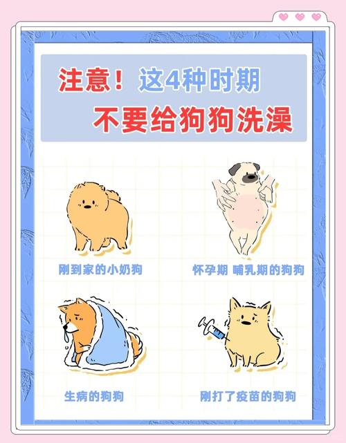 新手养狗|如何给狗狗洗澡