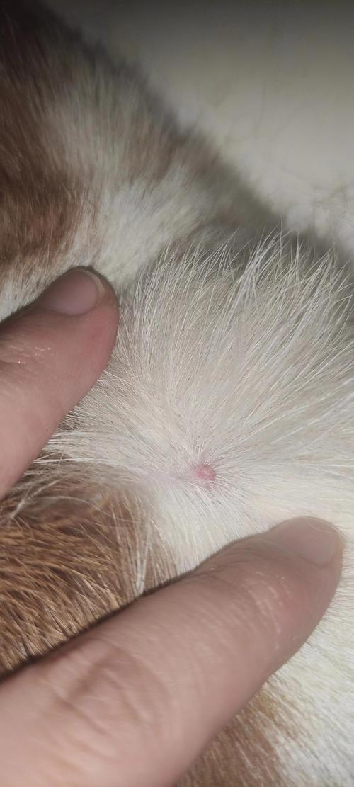 狗狗头上长了个痘痘是怎么回事?