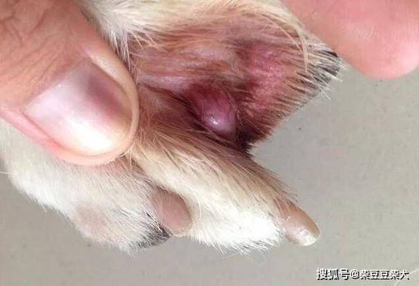 狗狗阴部长痘痘是什么原因?