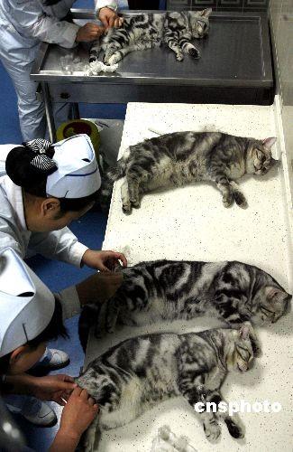 猫发情可以做绝育吗