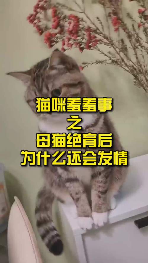 母猫发情可以做绝育吗