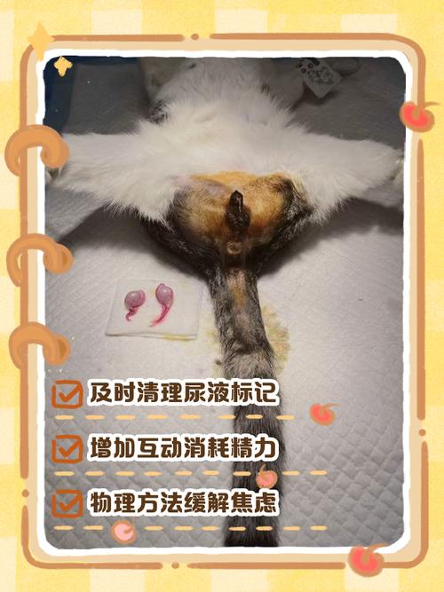 猫咪在发情期间可以绝育吗