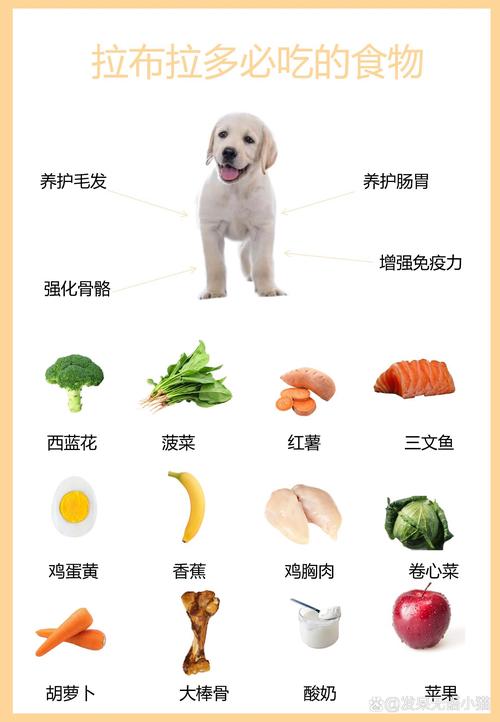 狗狗拉稀吃什么食物