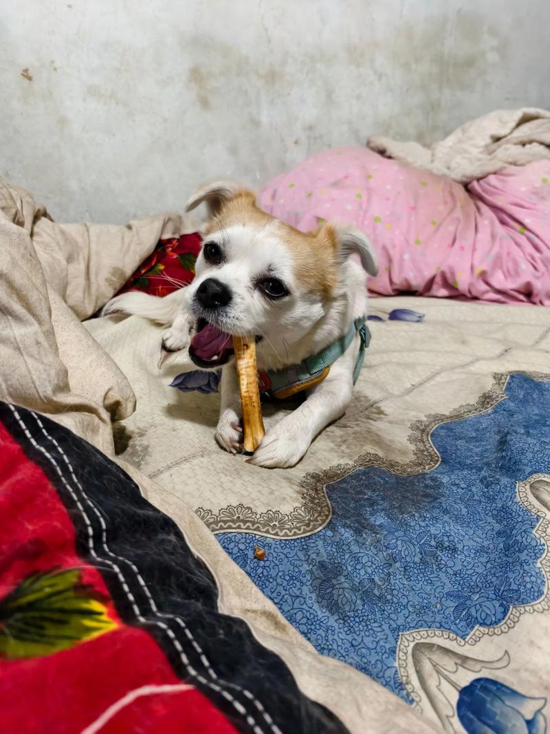 我家狗狗吃了一大块羊骨头怎么办呀!