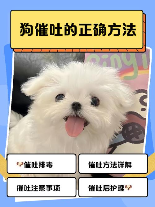 狗狗误食以后该如何给狗狗催吐呢?