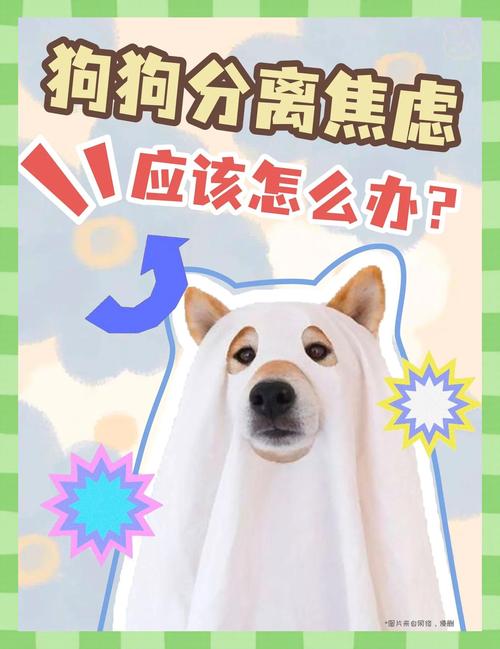 如何逗狗狗开心?防治狗狗忧郁及分离焦虑症