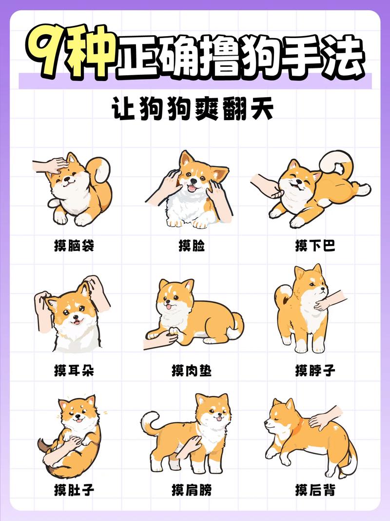 怎样能逗狗狗开心?