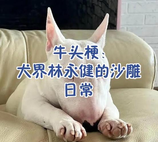 【养狗经验分享】牛头梗呕吐拉水状便便,牛头梗拉水状便便能喝水吗