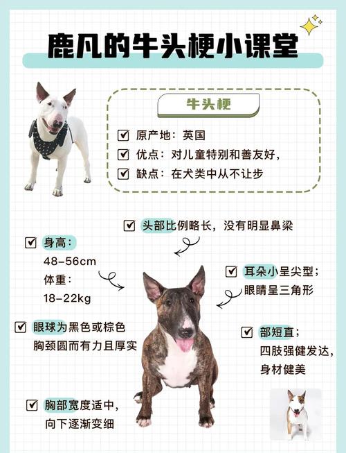 狗狗拉稀呕吐能喝水吗