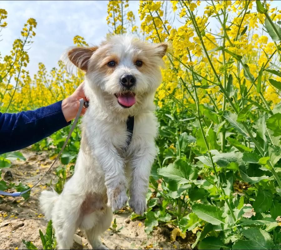 狗狗能吃哪些蔬菜?