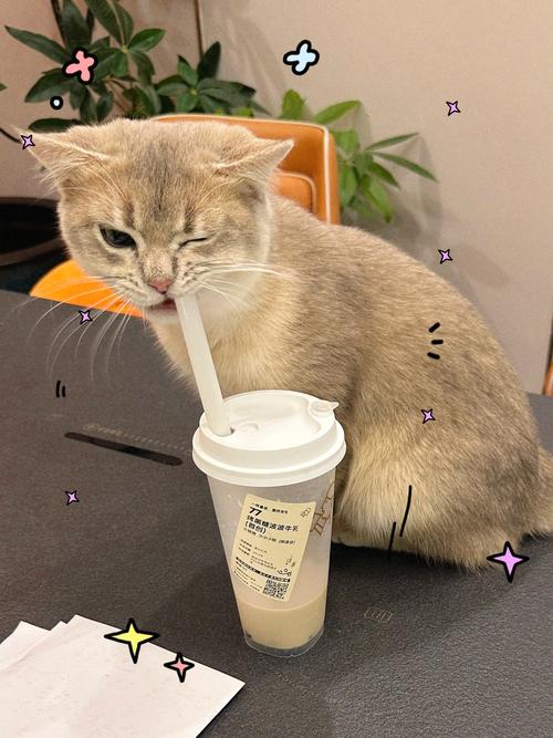 猫咪喝奶茶会死吗