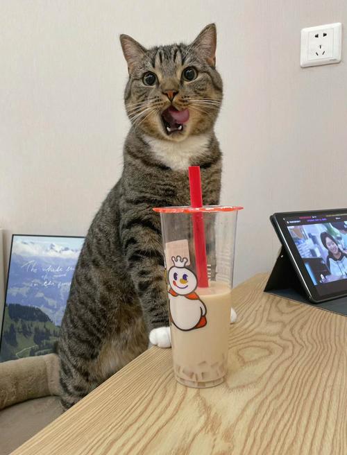 猫咪喝奶茶有哪些影响?