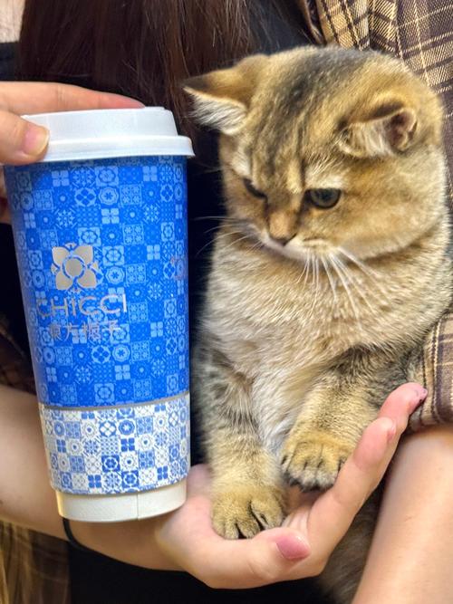 猫咪为什么喝奶茶会吐