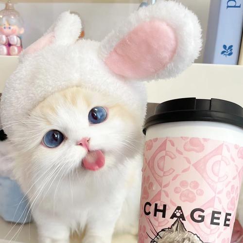 猫咪可以喝奶茶吗?