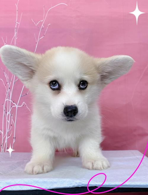 白色小型狗狗都有什么品种