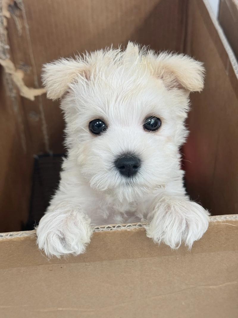 泰迪常见的5种毛色!