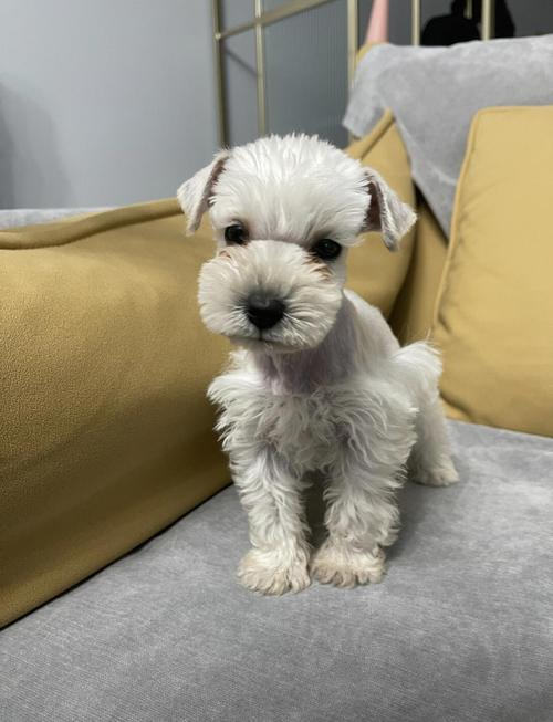 白色狗狗都有哪些品种?