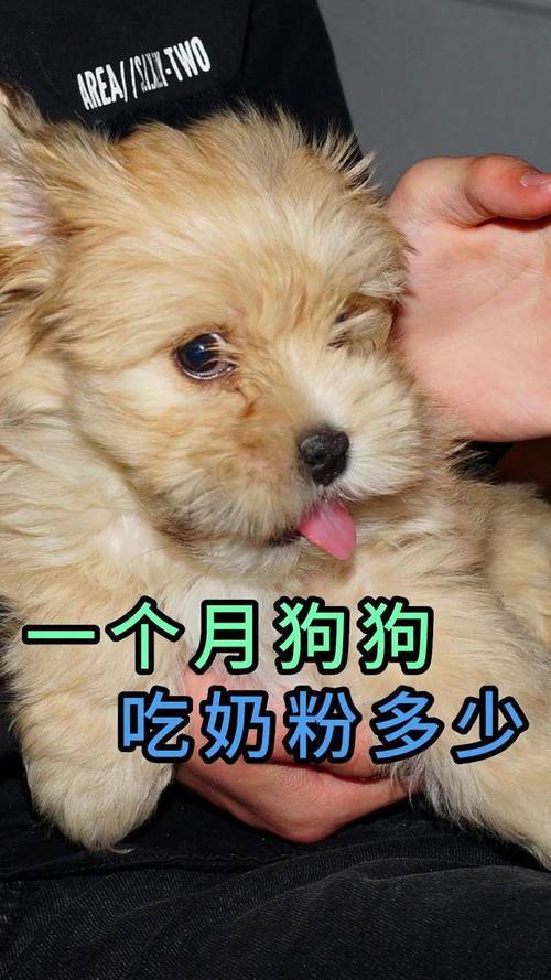 一个月的狗狗吃什么