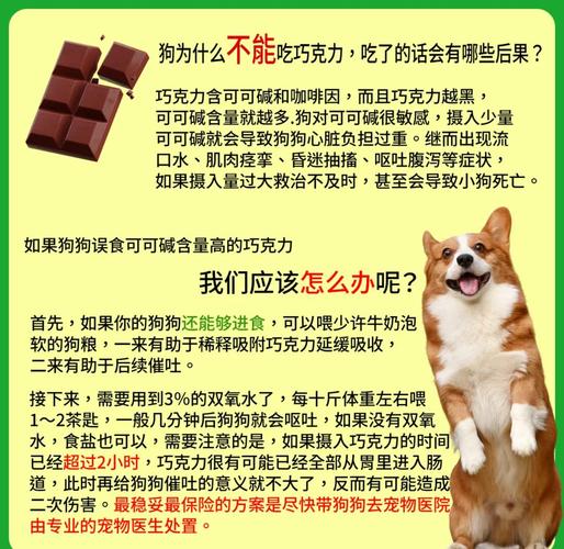 狗狗吃了块代可可脂的巧克力该怎么办?