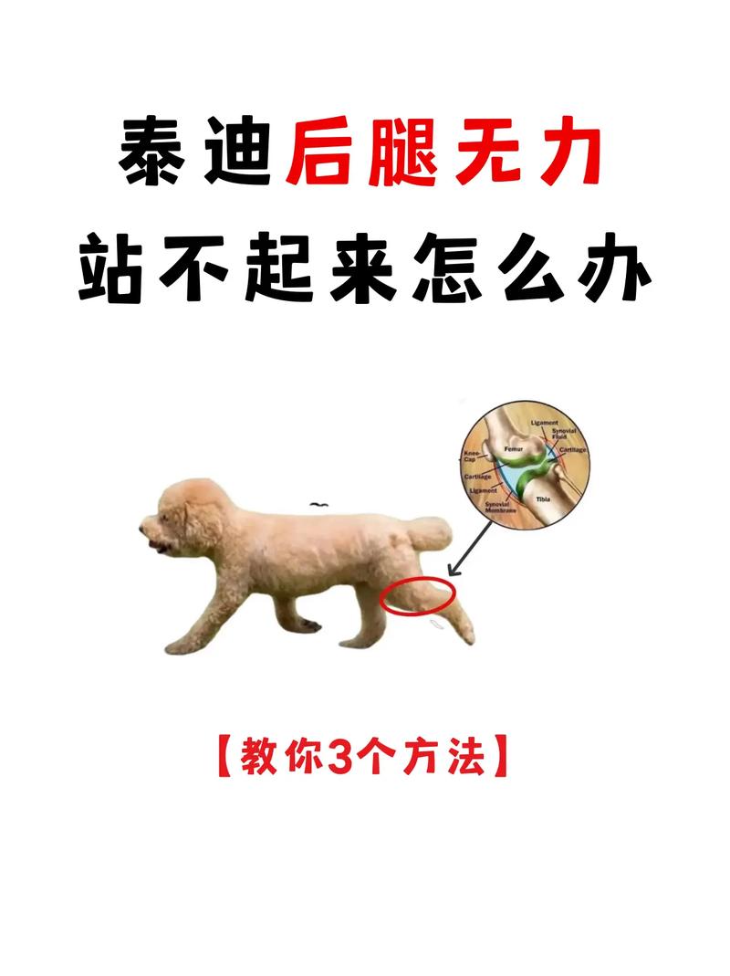 狗狗最近总是喘粗气,还会无缘无故发出惨叫,去医院也没查出来是啥毛病...