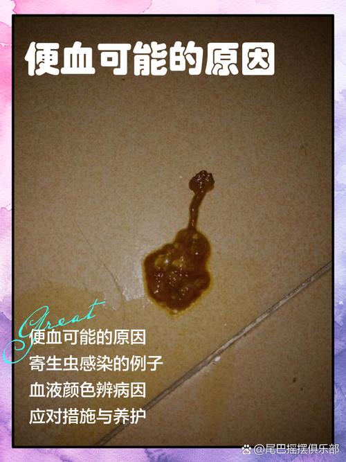 8岁狗狗便血怎么回事