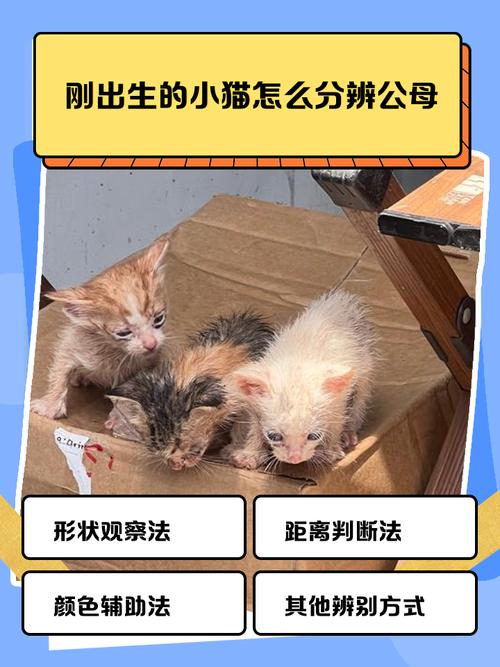 猫咪要生了会有什么表现
