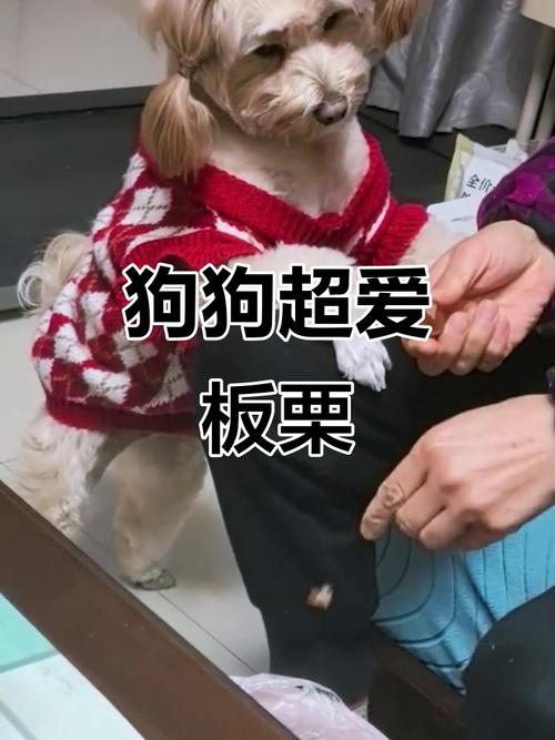 狗狗吃板栗会怎么样?