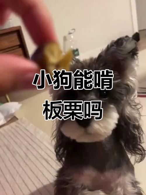 我家的狗狗吃进去了一个板栗?