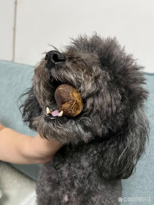 狗狗偷吃了家里的板栗,会生病吗?