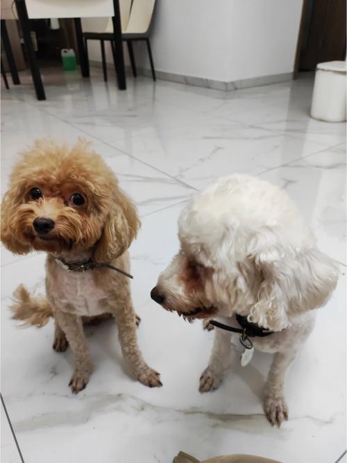 怎么检查狗狗有没有弓形虫