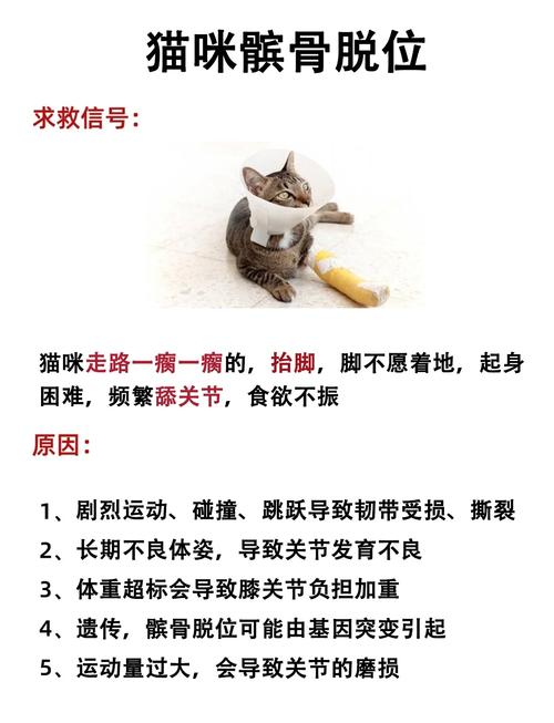 猫咪后腿走路不稳为什么