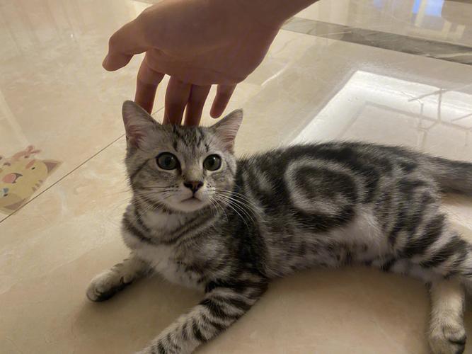 猫咪后腿无力走路不稳是什么原因导致的?