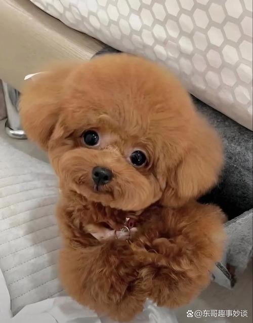 狗狗多大能带出去溜,带上狗狗去郊游