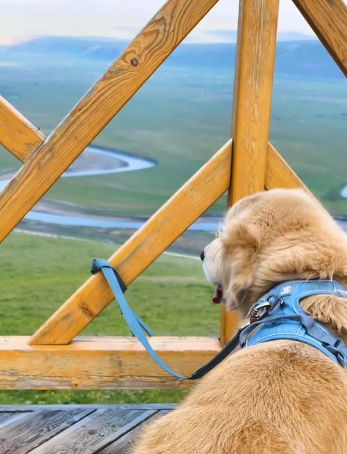 狗狗多大可以出去溜达?