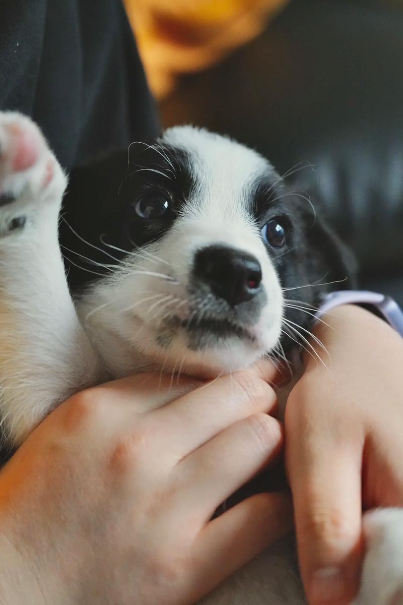 狗狗出行请戴好挂牌,狗狗多大能带出去溜