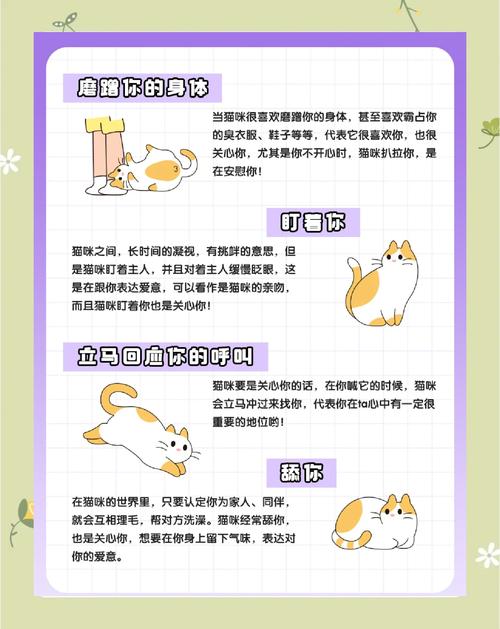 猫咪超爱你的5大表现