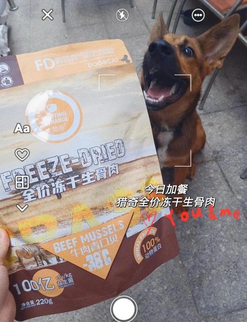 5个月的比熊可以吃烤羊排吗?