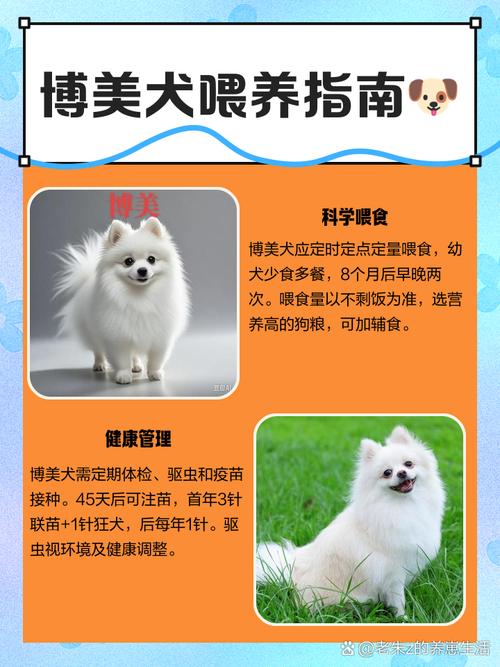 两个月的狗狗,一天应该喂几顿?